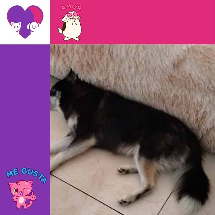 Adopta un peludo en Bogotá 