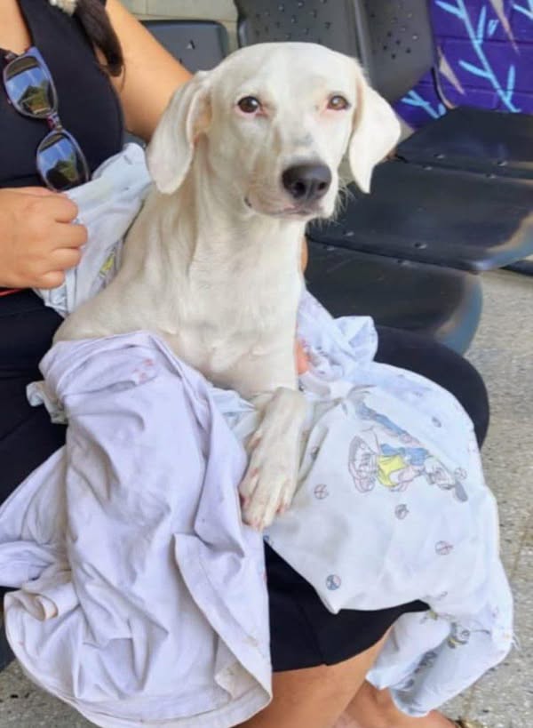 Perro perdido en Cali 
