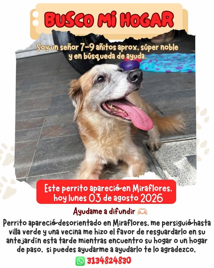 Perro rescatado en Miraflores busca a su familia 