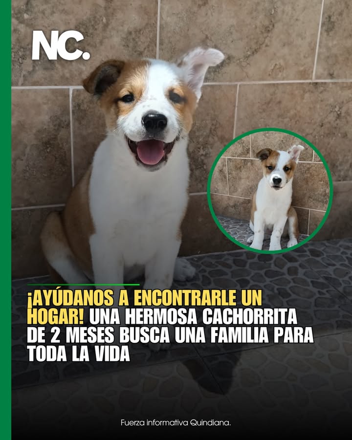 Cachorrita juguetona y cariñosa busca hogar en Armenia, Quindío 