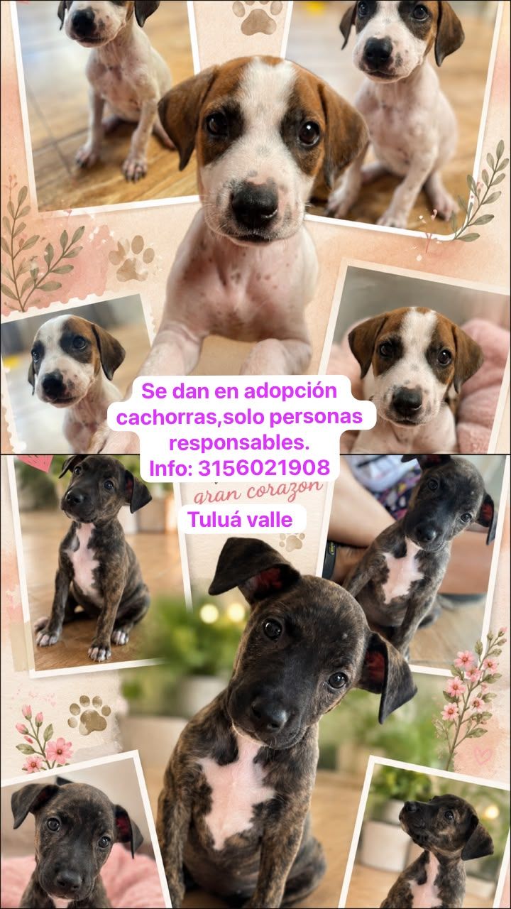 Cachorros en adopción en Tuluá Valle 