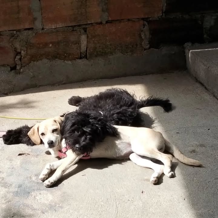 Cachorros buscan hogar en Pereira, Risaralda 