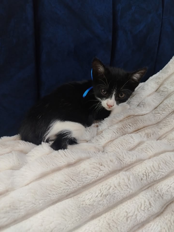 Adopción de gatos y gatitos en Bogotá 