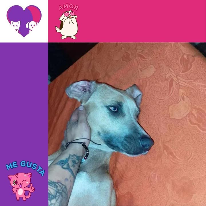 Adopta un peludo en Bogotá 