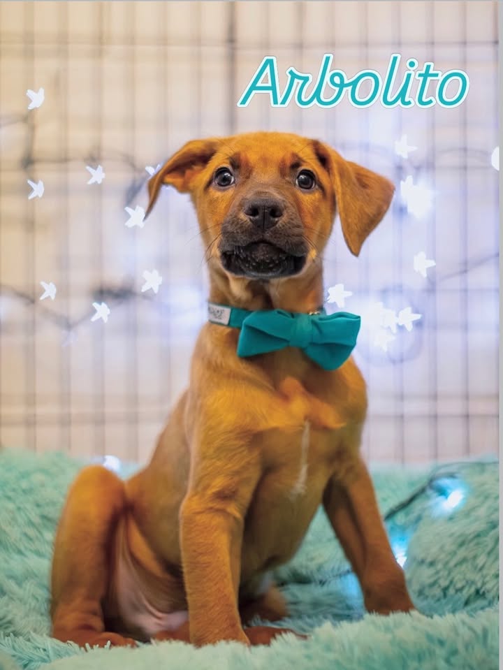Adopción de Cachorros en Bogotá 
