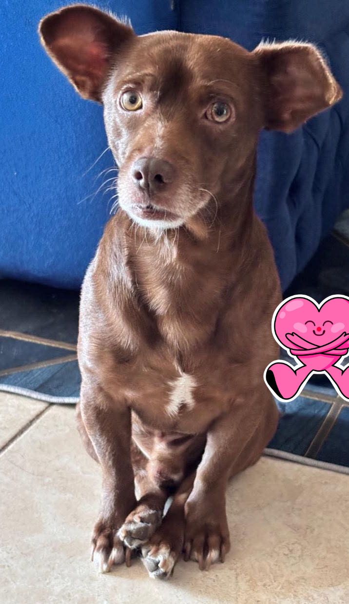 Perrito en busca de hogar responsable en Pereira 