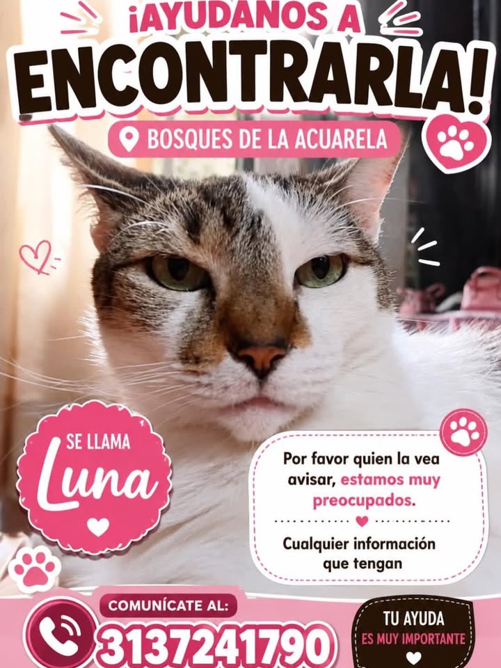 Gato perdido en Bosques de la Aquarela, Pereira 