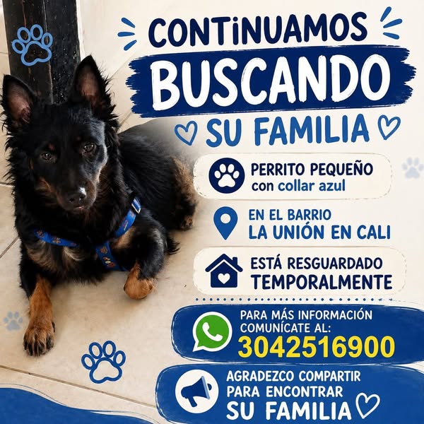 Perrito encontrado en Cali buscando su familia 
