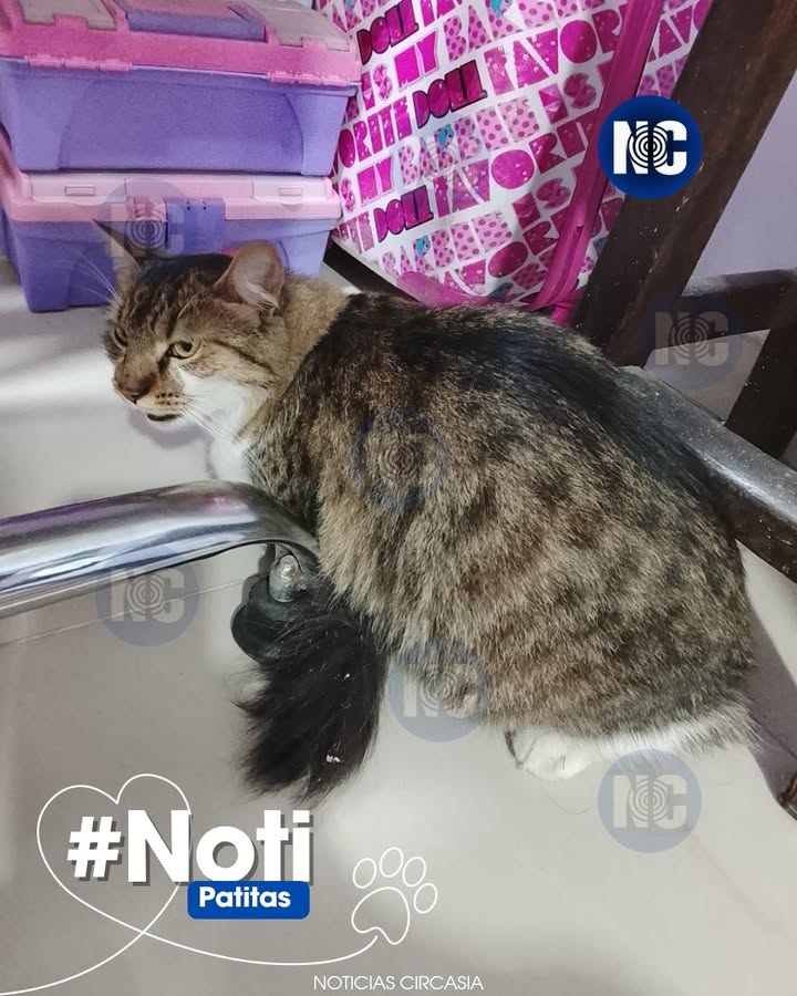 Gatico encontrado en Circasia, Quindío 