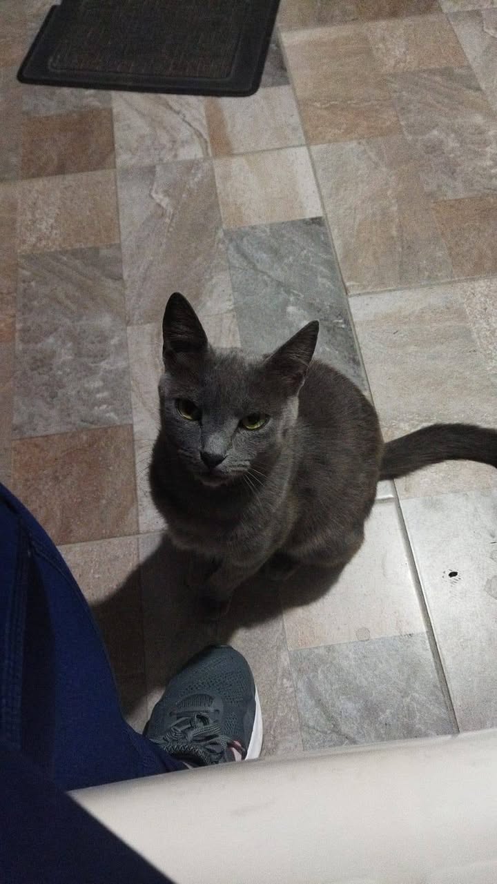 Gatita cariñosa abandonada busca familia en Amagá, Antioquia 
