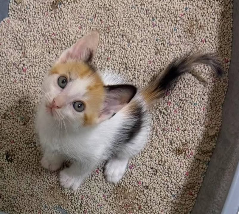 Gaticas en busca de Hogares Responsables y Amorosos 
