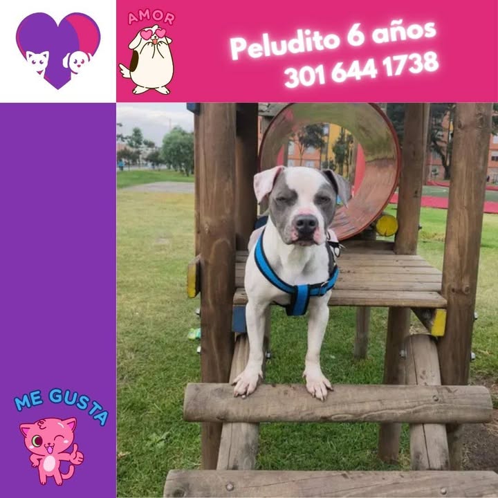 Adopta un peludo en Bogotá 