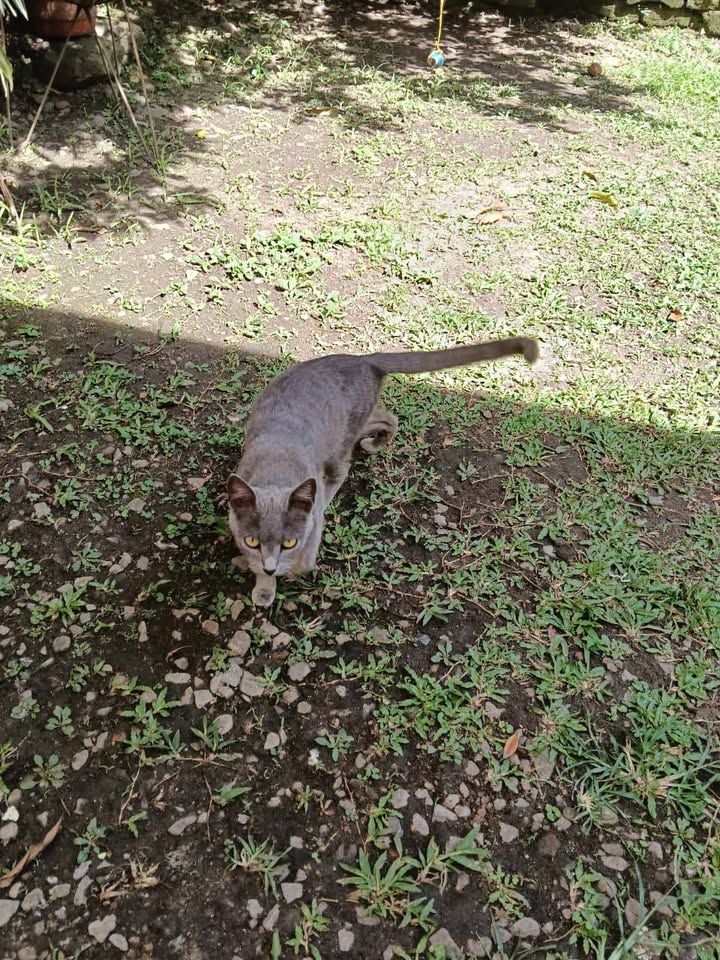Gatita cariñosa abandonada busca familia en Amagá, Antioquia 