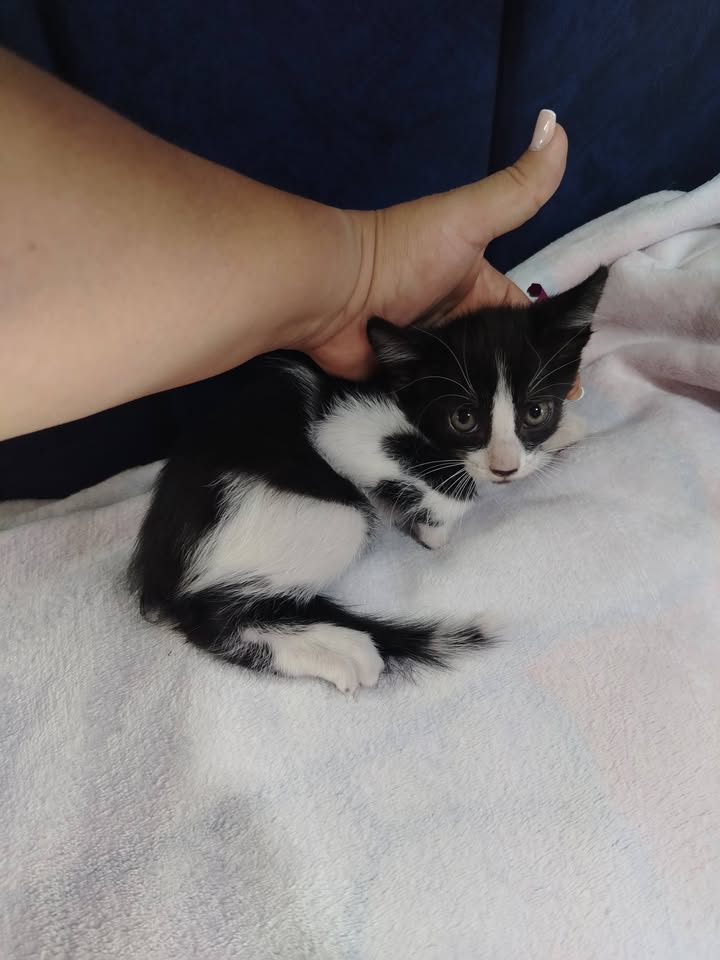 Gatitos en Adopción Bogotá 