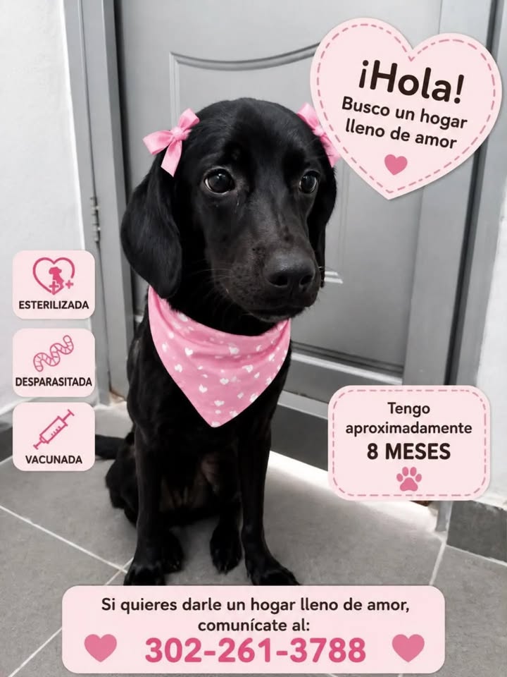 Adopción de perro negro en Pereira 