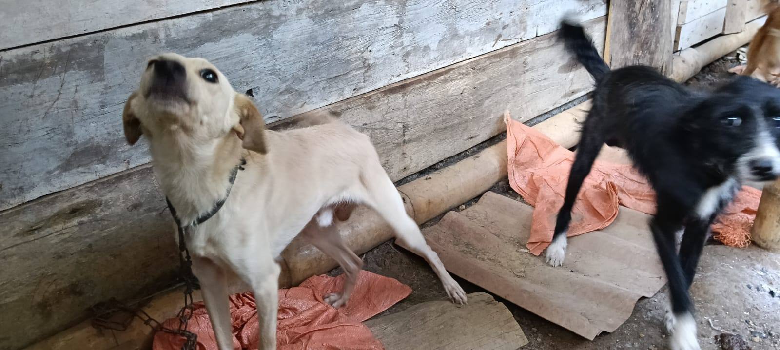 Adopción Urgente Perros en Tuluá, Valle 
