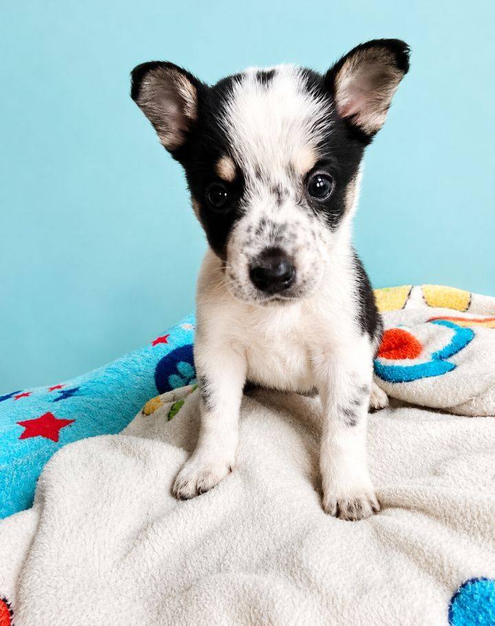 Cachorro en adopción en Neira, Caldas 