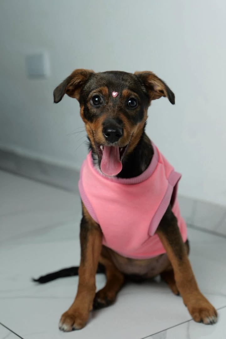 Linda Perrita Busca Hogar en Pereira 
