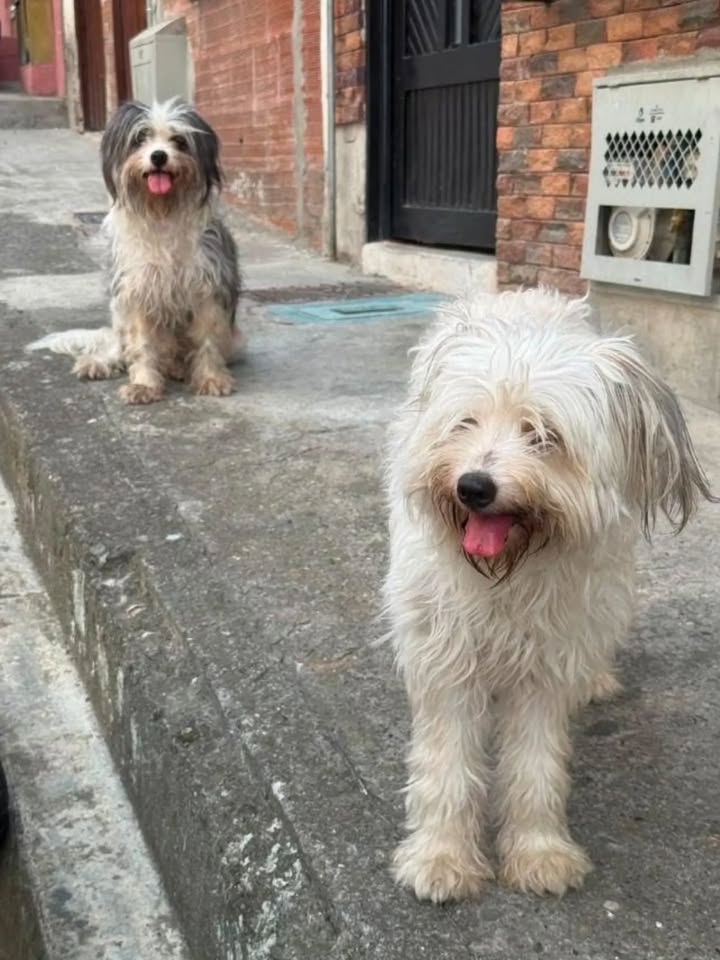 Dos cachorros en adopción en Pereira 