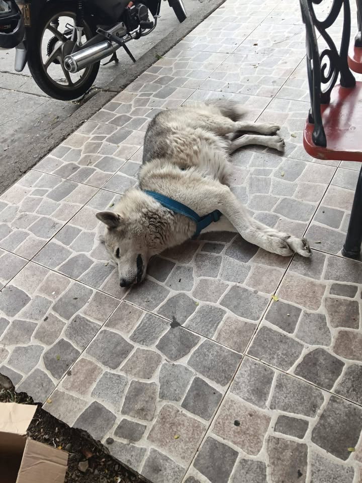 Perro encontrado en el barrio el jardín de Tuluá 