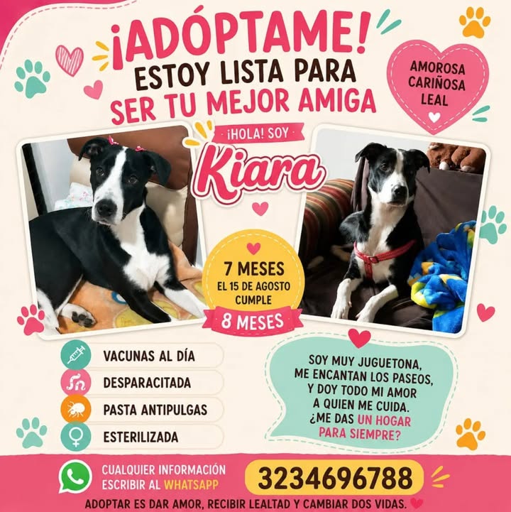 Kiara, perrita mestiza en adopción en Manizales 