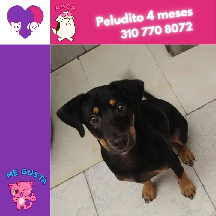 Adopta un perro o gato en Bogotá 