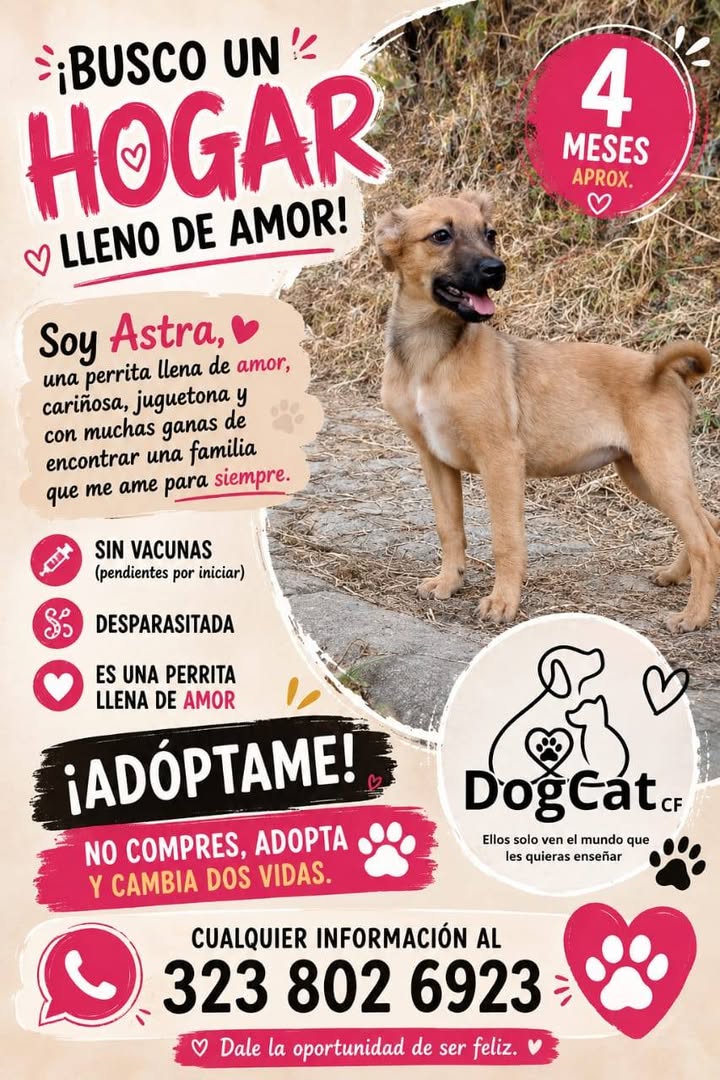 Astra: Cachorra en adopción en Manizales 
