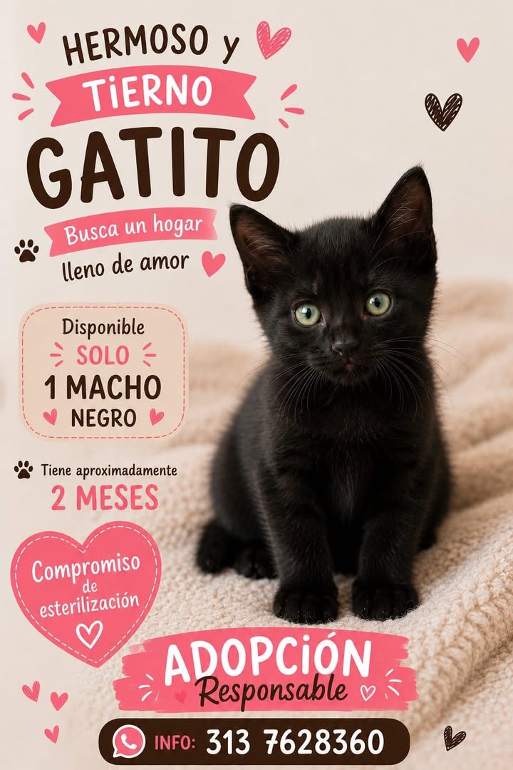 Hermoso y tierno gatito negro busca hogar en Tuluá 