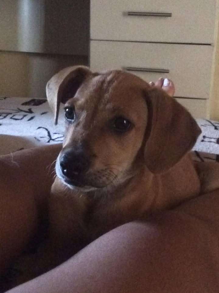 Cachorra encontrada en Tuluá busca hogar 