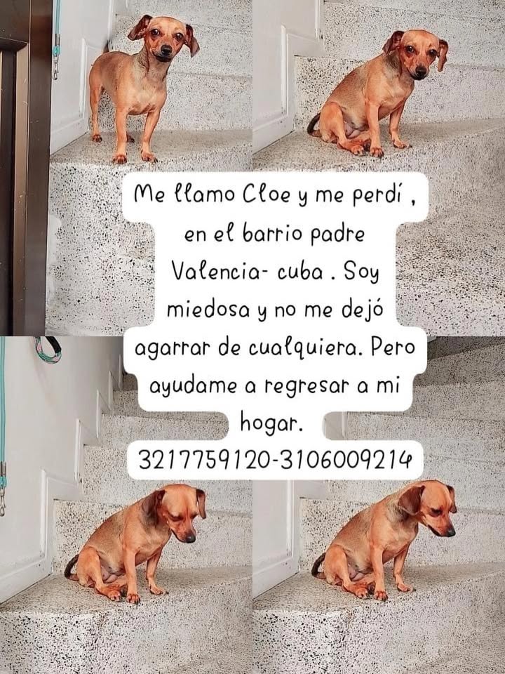 Chloe se perdió en Pereira 