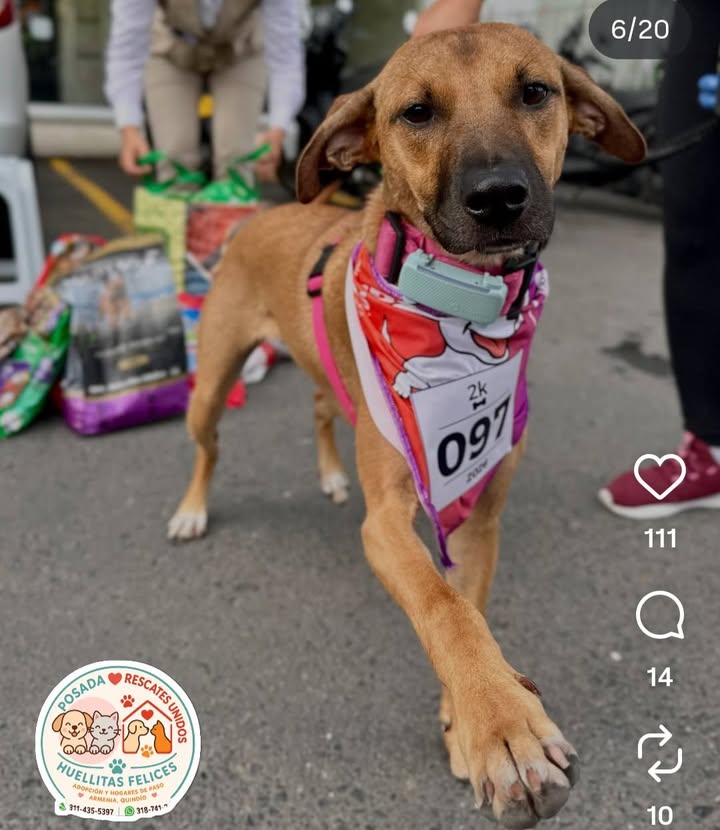 Adopción de mascotas en Armenia, Quindío 