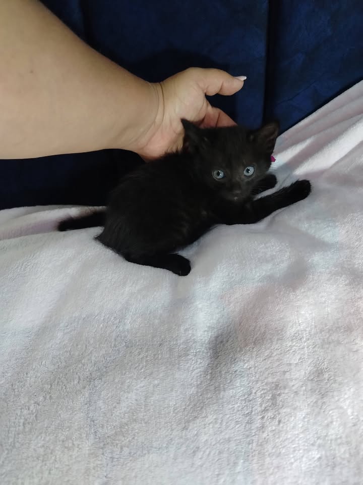 Gatitos en Adopción Bogotá 