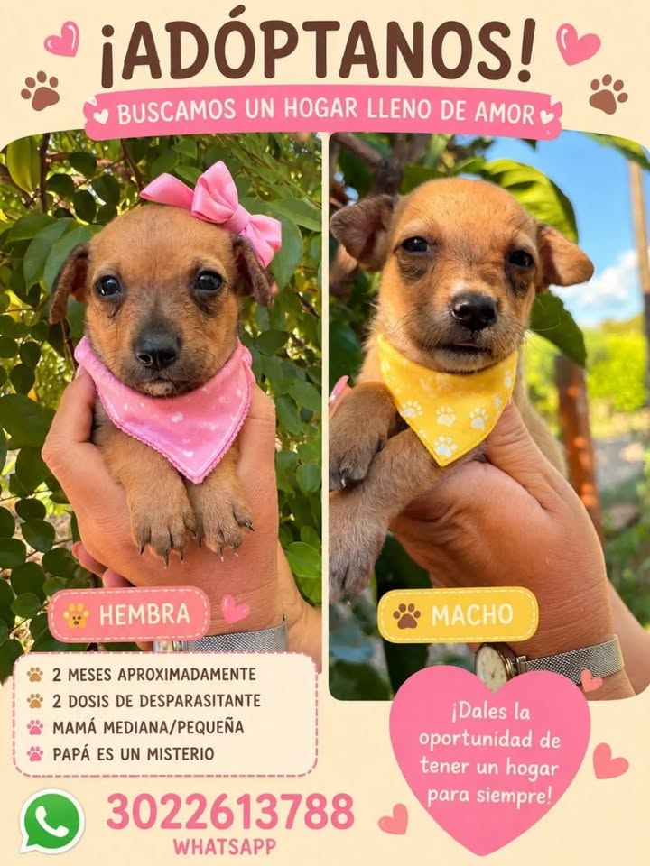 Adopción de perro negro en Pereira 
