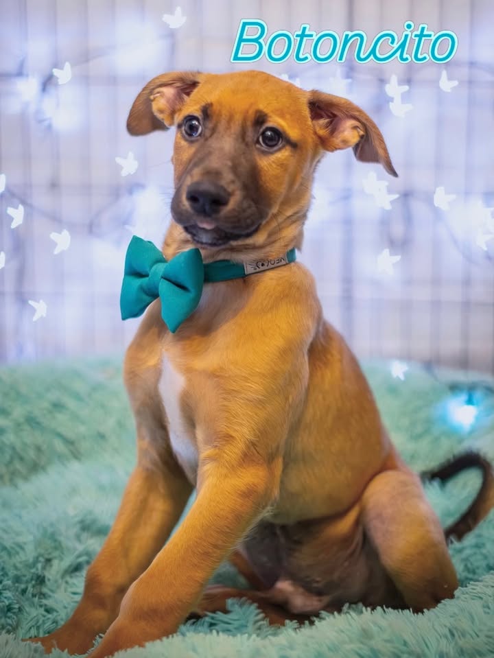 Adopción de Cachorros en Bogotá 