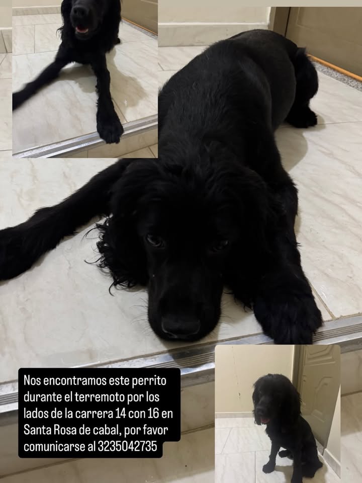 Perrita encontrada en Risaralda 