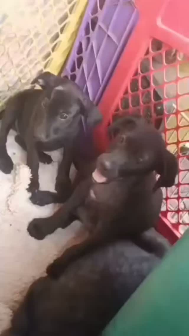 Cachorros en adopción responsable en Pereira 