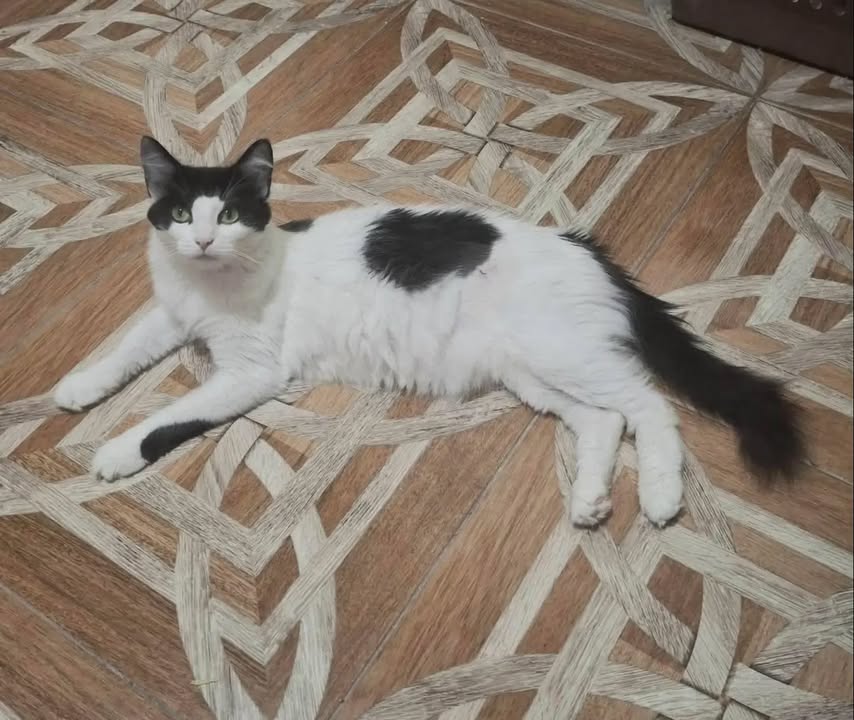 Gatica Cariñosa Busca Hogar en Pereira 