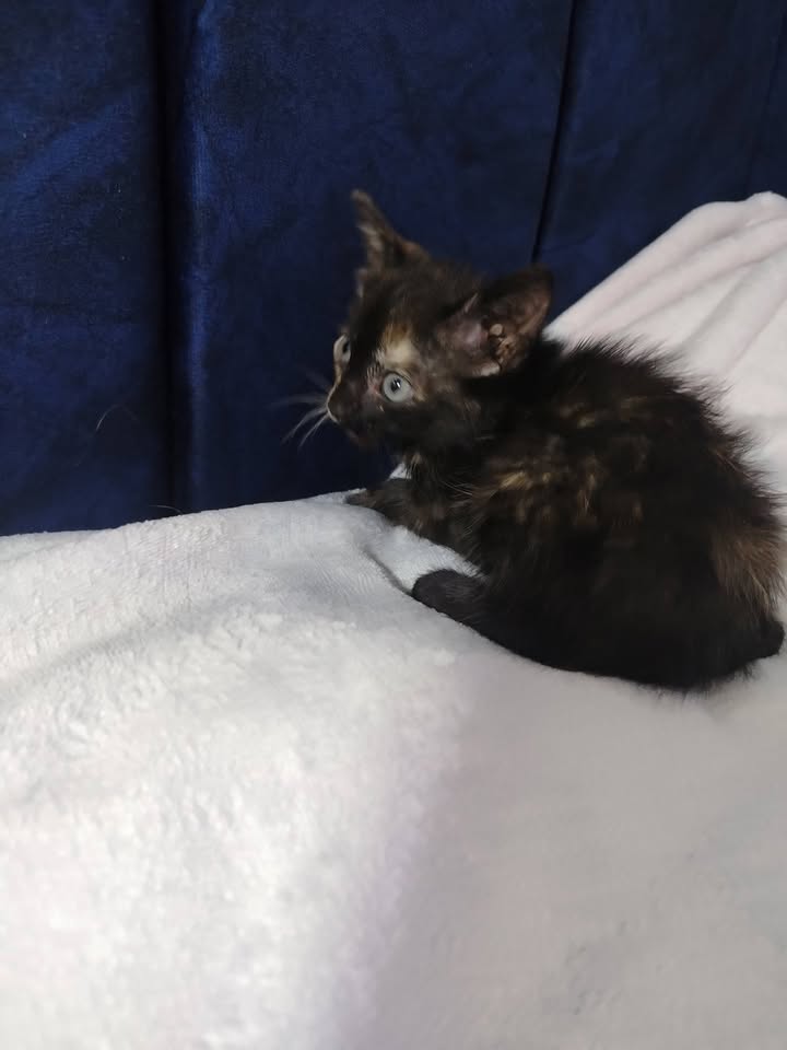 Gatitos en Adopción Bogotá 