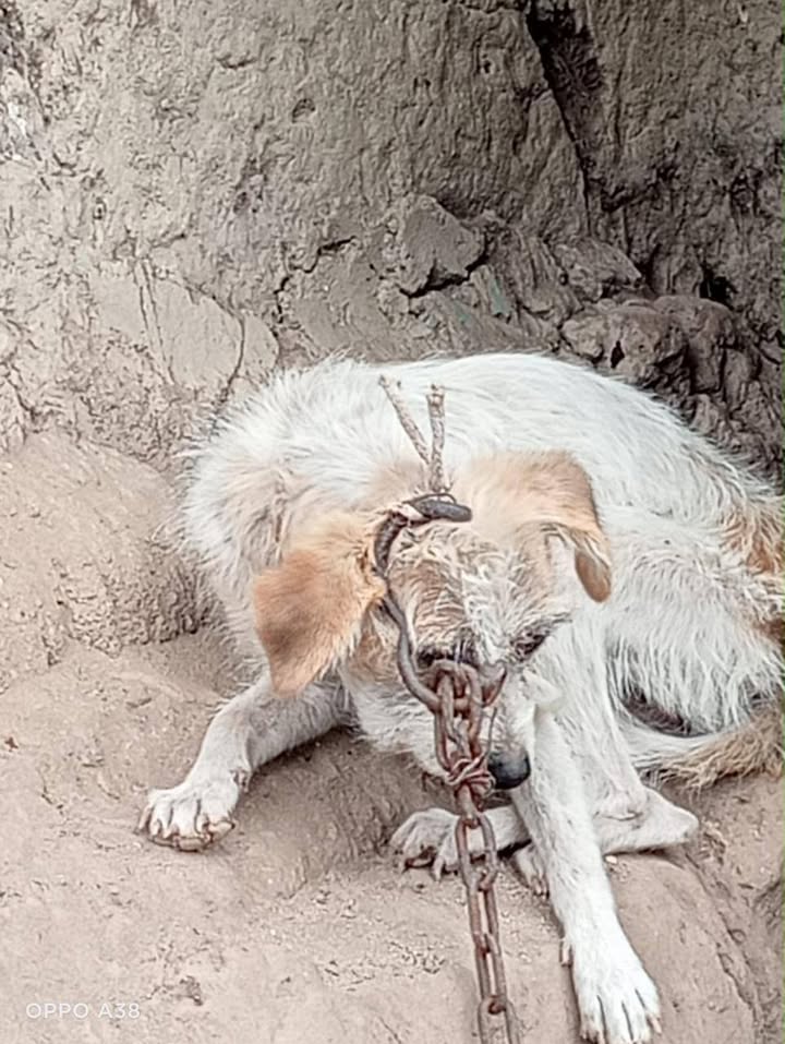 Perro blanco encontrado en Pasto, Nariño 