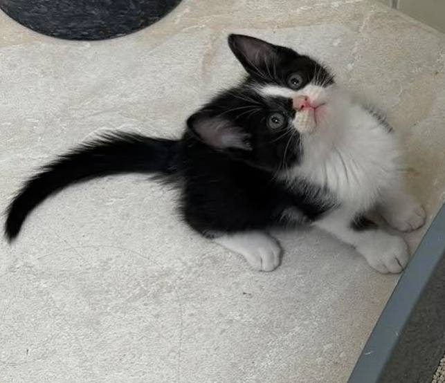 Gaticas en busca de Hogares Responsables y Amorosos 