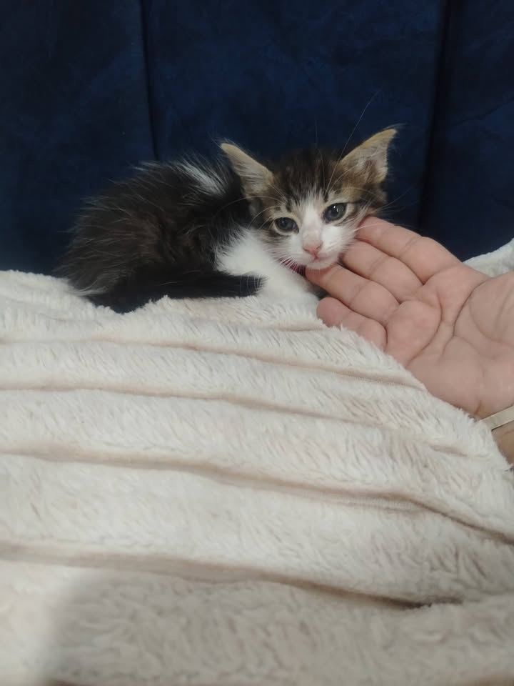 Gatitos en Adopción Bogotá 