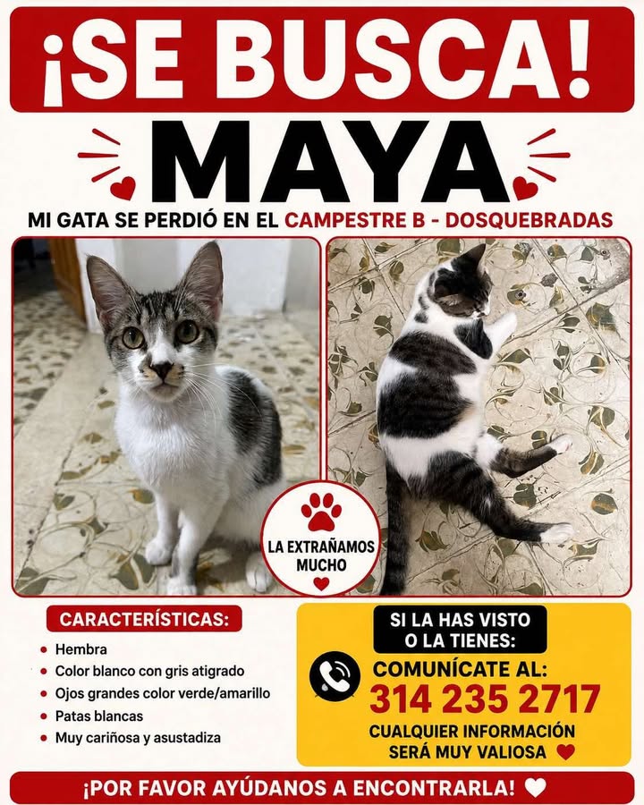 Gata Maya perdida en Pereira 
