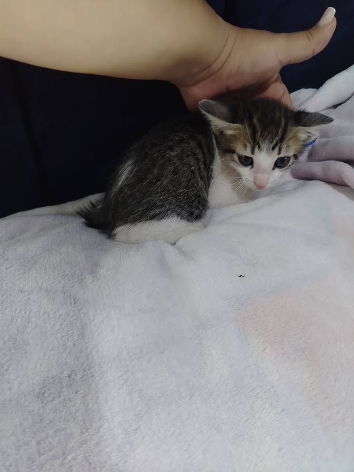 Gatitos en Adopción Bogotá 