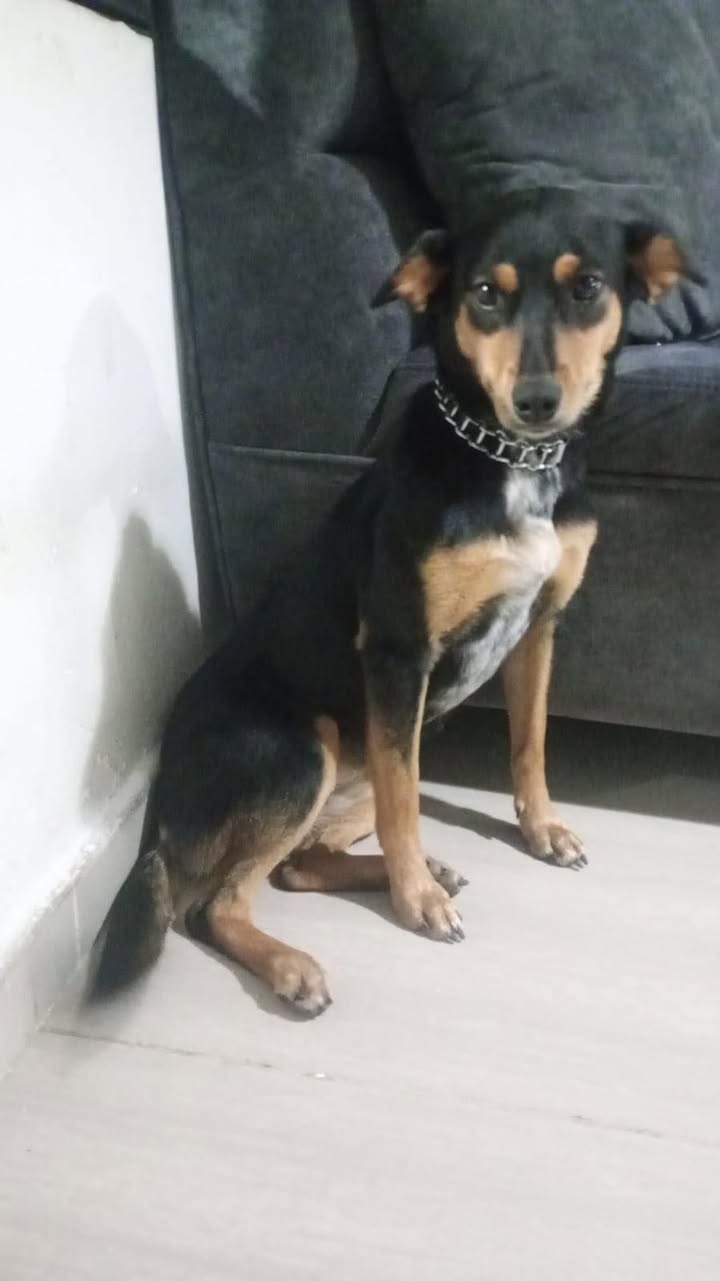 Perrita en adopción en Pereira 