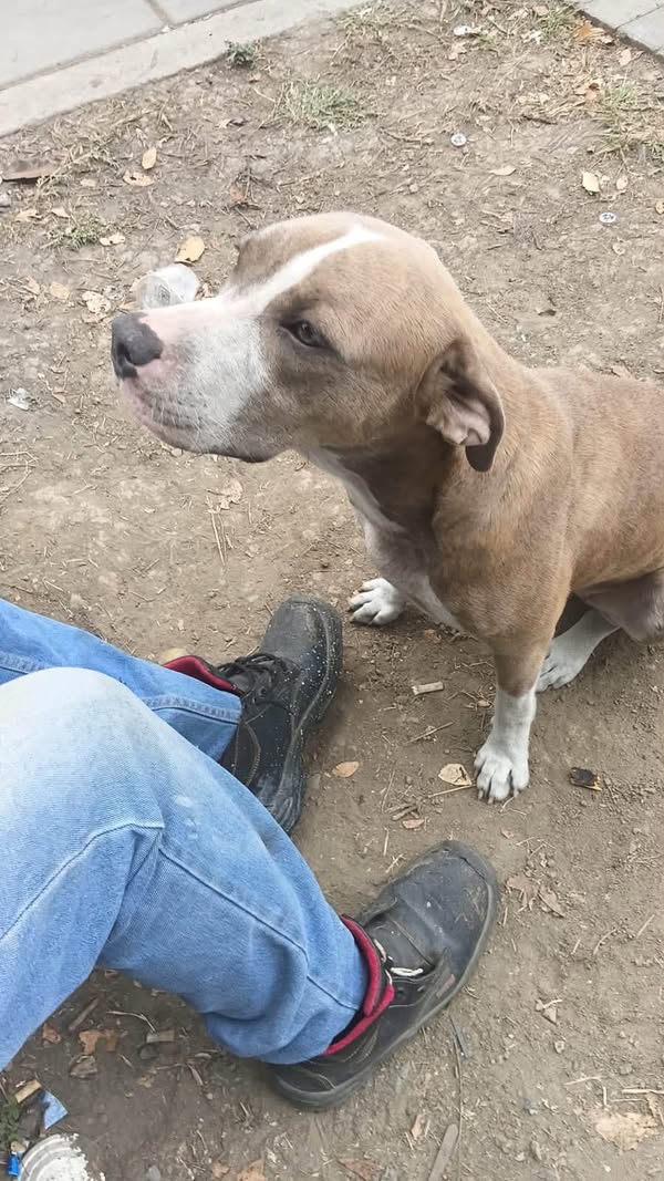 Perro perdido en Cali, Valle 