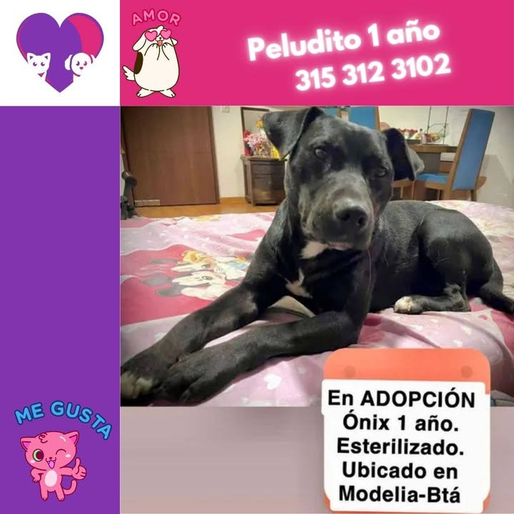 Peludito en Adopción: Ónix, un perro esterilizado de 1 año en Bogotá 