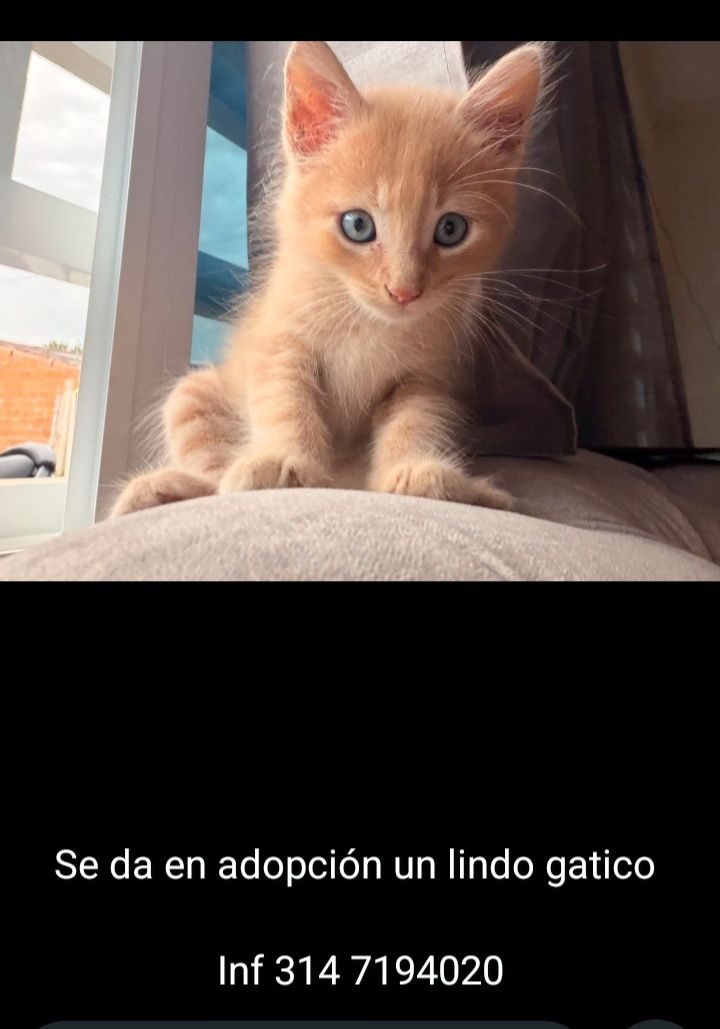 Gatico Naranja Ojos Azules en Adopción en Tuluá 