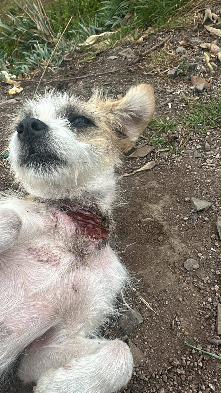 Perro blanco encontrado en Pasto, Nariño 