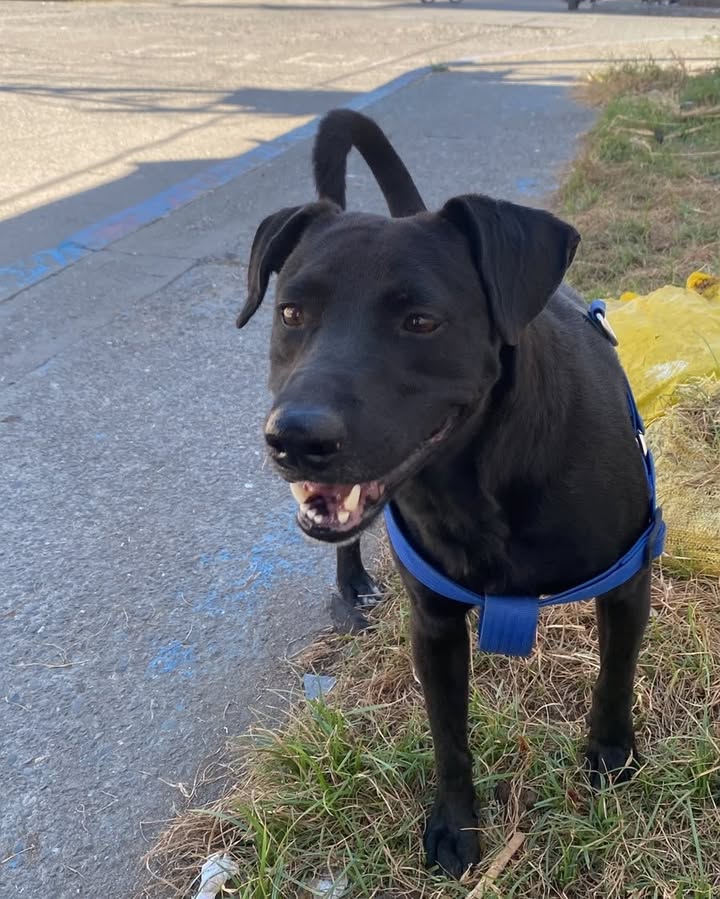 Perro perdido en La Virginia, Risaralda 