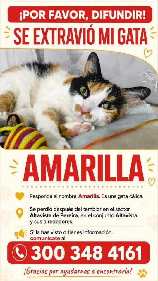 Gata perdida en Pereira, Risaralda 